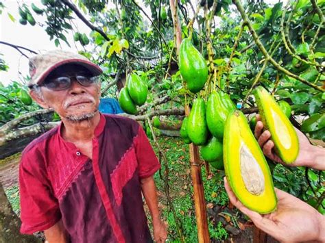 Alpukat Siger Ratu Puan Kebanggaan Warga Lampung