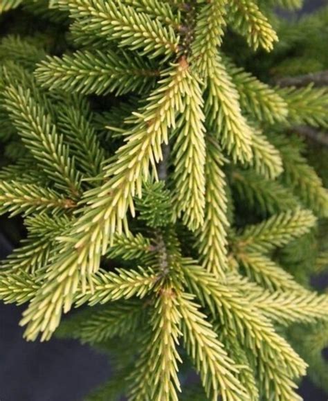 Ялина восточная Голден СТАР. (Picea orientalis Golden Star) С35 купить ...