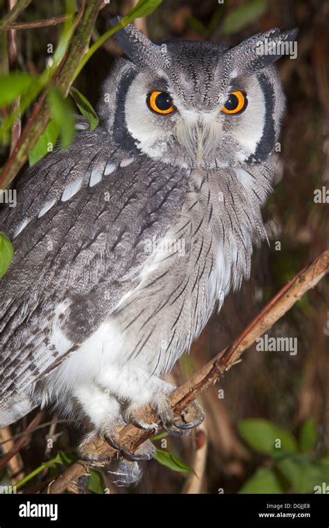 Northern White Faced Owl Formerly White Faced Scops Owl Stock Photo