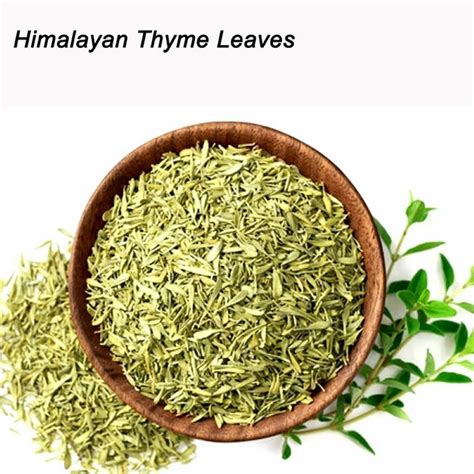 Thyme Leaves in Sultanpur थइम लवस सलतनपर Uttar Pradesh