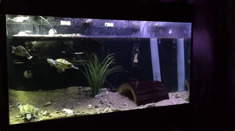 Diamondback Terrapin Tank Youtube