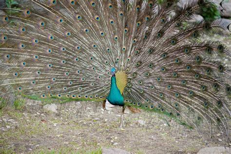 Indian peacock — Stock Photo © AppleEyesStudio #28486337