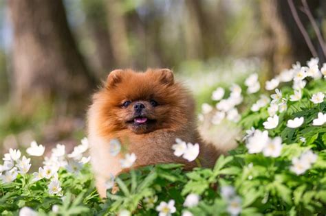 Anjing Pomeranian Yang Cantik Dan Lembut Di Bunga Hutan Musim Semi