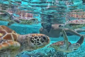 Bora Bora Turtle Center - Le Meridien Bora Bora | Bora bora, Fish pet, Picture