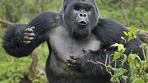gorillas beat  chests