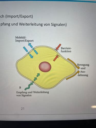 Bio Klausur Karteikarten Quizlet