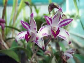 Dendrobium Orchids - Do You Make These 4 Mistakes With Dendrobiums ...