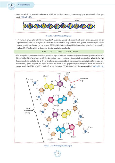 Fen Lisesi Biyoloji Genden Proteine