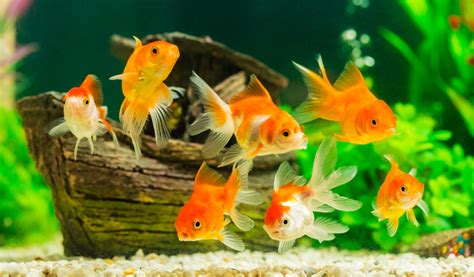 Quels Poissons Choisir Pour Un Aquarium D Eau Froide Jardiland