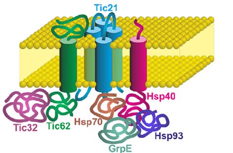 Model for a protein translocon in inner membrane of Paulinella... | Download Scientific Diagram