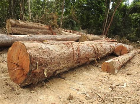 Documento de Origem Florestal DOF O que é e como emitir