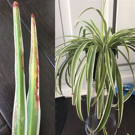 My Spider Plant Is Showing Rusty Patches Under The Leaves With Black Dots Is This A Fungus How