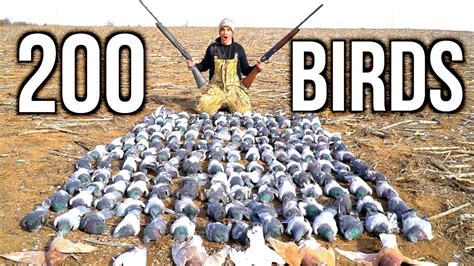 Chasse Du Pigeon Au Poste Hunting Dove Compil Tirs Youtube