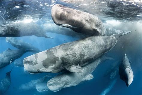 Sperm Whales Skin Comes Off During Mass Scratchathon New Scientist