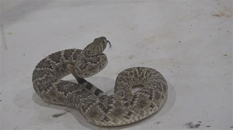 Worlds Largest Rattlesnake Roundup Aims To Control Rattlesnake