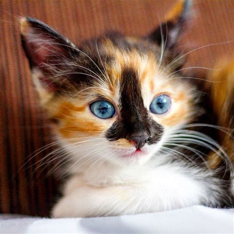 Baby Cat With Blue Eyes Calico Animaux Mignons Animaux Et Mignon