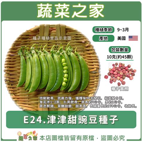 【蔬菜之家滿額免運】e24津津甜豌豆種子10克約45顆有藥劑處理性耐乾旱，抗病力強，播種後40天開花 蝦皮購物