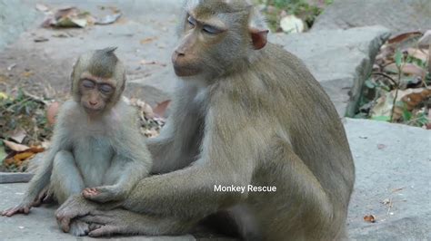 Poor Rainbow Dare Not Ask Milk From Mom Until She Fall Asleep Libby Doesn T Give Milk Rainbow