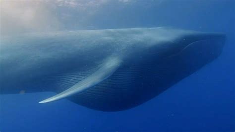 Scientist Discovered How Whales Became Giants Of The Ocean Youtube