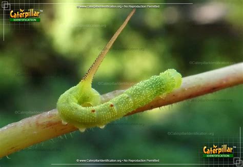 Big Green Caterpillars In Ohio