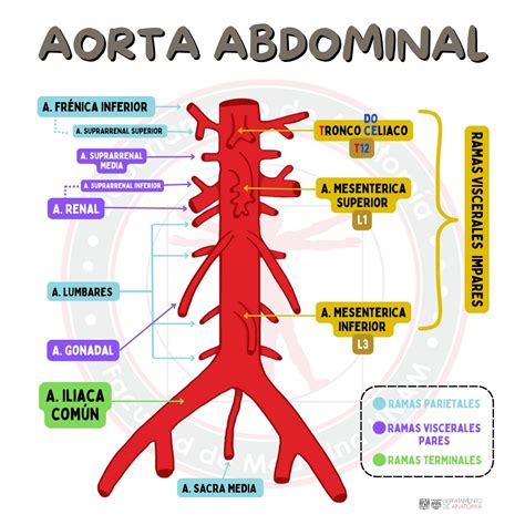 Ramas Da Aorta Abdominal - Ramas De La Aorta Abdominal Anatomía Lexico : Aorta Torácica