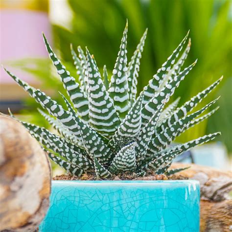 Haworthia fasciata Alba 12cm Sklep z roślinami CocaFlora