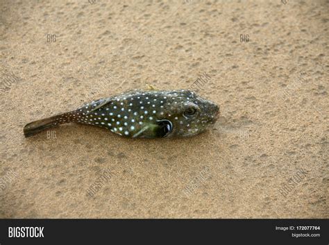 Puffer Fish. Dead Blow Image & Photo (Free Trial) | Bigstock