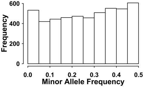 The Typical Distribution Of Minor Allele Frequency Of The Simulated