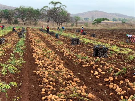 Today In South African History Sactu Launches National Potato Boycott