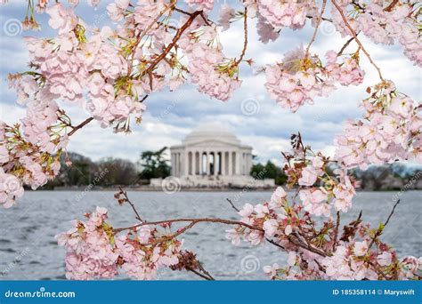 Washington Cherry Blossoms Royalty-Free Stock Photography ...