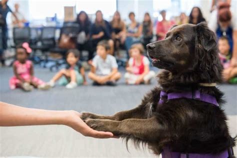 Educare il cane perché è importante farlo nel modo giusto