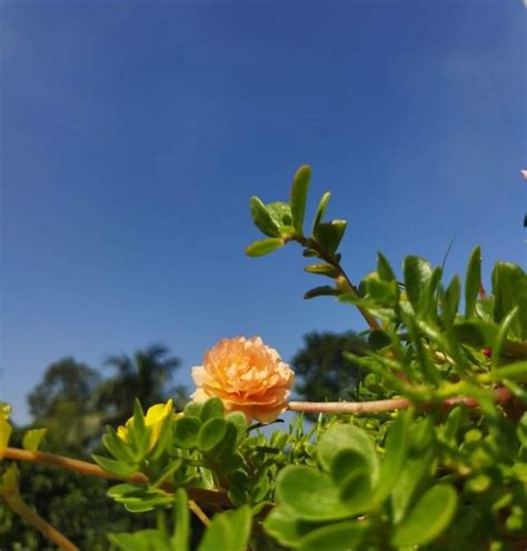 Uma planta uma flor amarela em primeiro plano e um céu azul ao