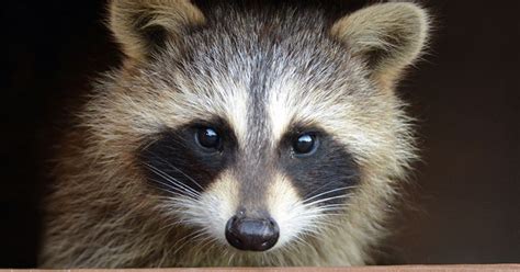 How To Keep Raccoons Off Your Roof And Property Abc Blog