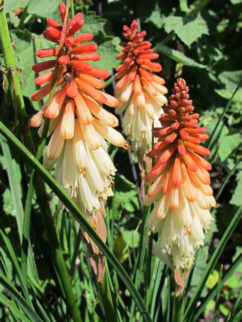 Kniphofia Orange Vanilla Popsicle De Aardigheyt