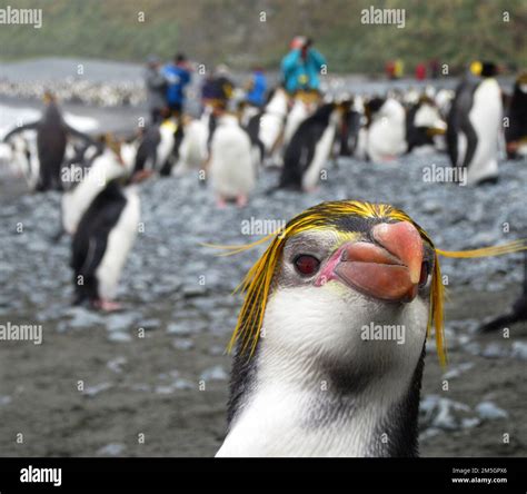 Royal Penguin in colony Stock Photo - Alamy