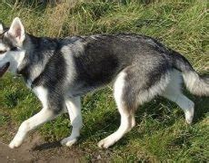 Northern Inuit Dog Info, Temperament, Puppies, Pictures