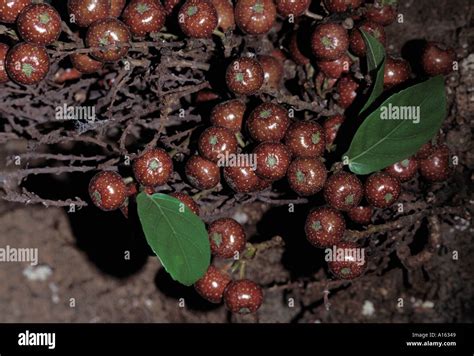 plant fig minahasse Ficus minahassea celebes Philippines Stock Photo ...