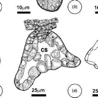 A F Ultrastructural Aspects Of Resin Secretory Trichomes In