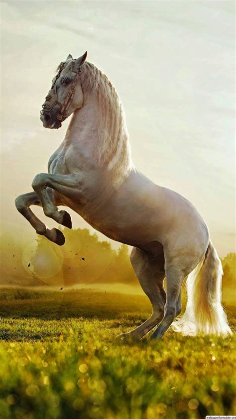 Horse iPhone Wallpapers - Top Free Horse iPhone Backgrounds - WallpaperAccess