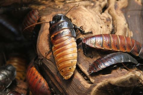 Cockroaches Carry 6 Parasites And 33 Types Of Bacteria Drive Bye Pest