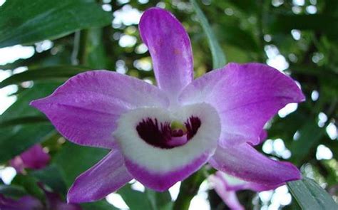 Dendrobium Nobile Orqu Dea Ojo De Mu Eca C Mo Cuidarla