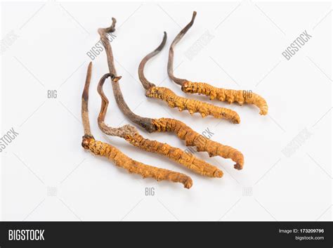 Yarsagumba Ingredient Image & Photo (Free Trial) | Bigstock