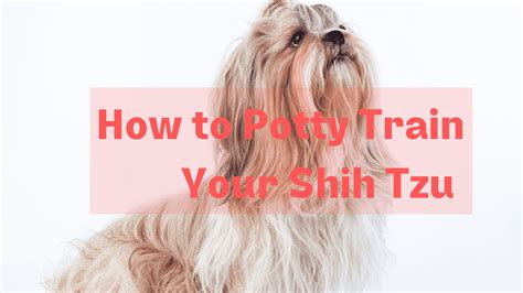 Shih Tzu Potty Training | The only guide you need to save yourself the ...