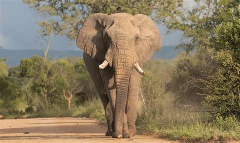 Wildly Successful The African Bush Elephant Greenwich Sentinel Greenwich Sentinel