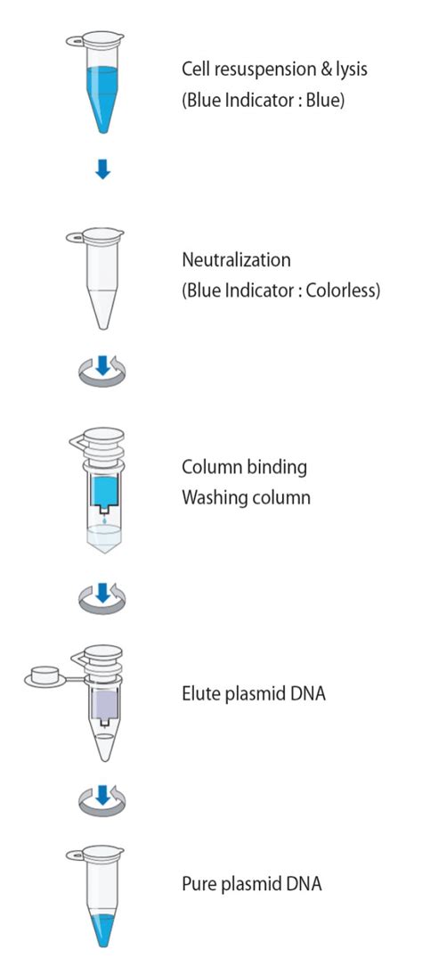 Gene Xpress PLT MYgen Plasmid Mini Prep Kit