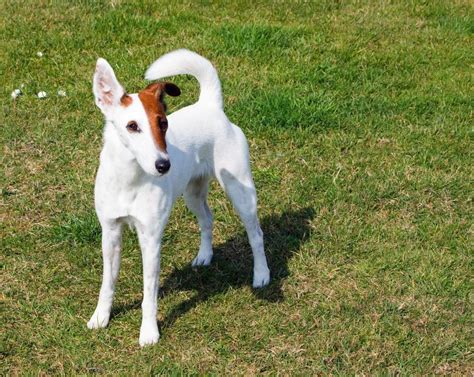 Smooth Fox Terrier Breeders In The Usa With Puppies For Sale Puppyhero