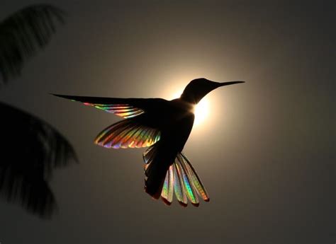 Hummingbirds Turn into Rainbows in Amazing Photos by Christian Spencer