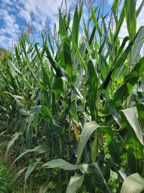 Corn Stalks With Corn