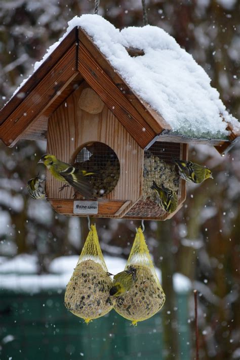 Vögel im Winter richtig füttern Lippe News