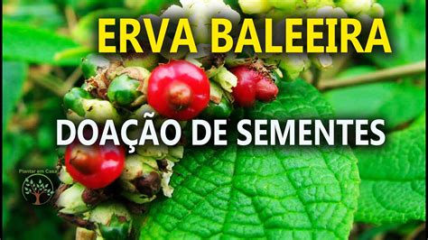 Erva Baleeira Doa O De Sementes Do S Tio S O Camilo Youtube